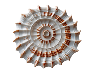 Intricate Beauty, A Sundial Shell's Perfect Spiral Unveiled in Detailed Macro Shot showcasing Fibonacci Sequence in Nature with Isolated Placement and Striking Visual Contrast