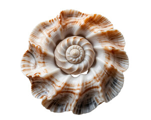 Obraz premium Intricate Nerita Shell Isolated on Plain, A Study of Smooth Swirls and Natural Geometry Showcasing Delicate Textures and Patterns with a Smooth Finish