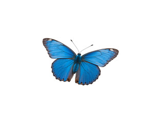 Isolated Adonis Blue Butterfly in Flight, A Vibrant Close-Up of a Delicate Insect Species Showcasing its Intricate Wing Patterns and Captivating Beauty