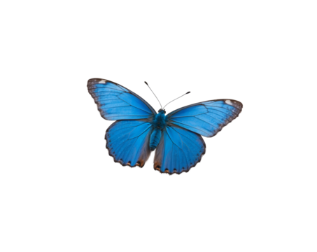 Isolated Adonis Blue Butterfly in Flight, A Vibrant Close-Up of a Delicate Insect Species Showcasing its Intricate Wing Patterns and Captivating Beauty