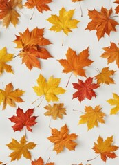 Fototapeta premium Several maple leaves in various stages of fall, isolated on white , autumn leaves, background