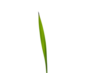 Isolated Blade of Grass, A Study in Minimalist Greenery with Detailed Texture and Simple Elegance, Perfect for Nature Illustration and Isolated Plant Life Concepts