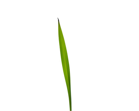 Fototapeta Isolated Blade of Grass, A Study in Minimalist Greenery with Detailed Texture and Simple Elegance, Perfect for Nature Illustration and Isolated Plant Life Concepts