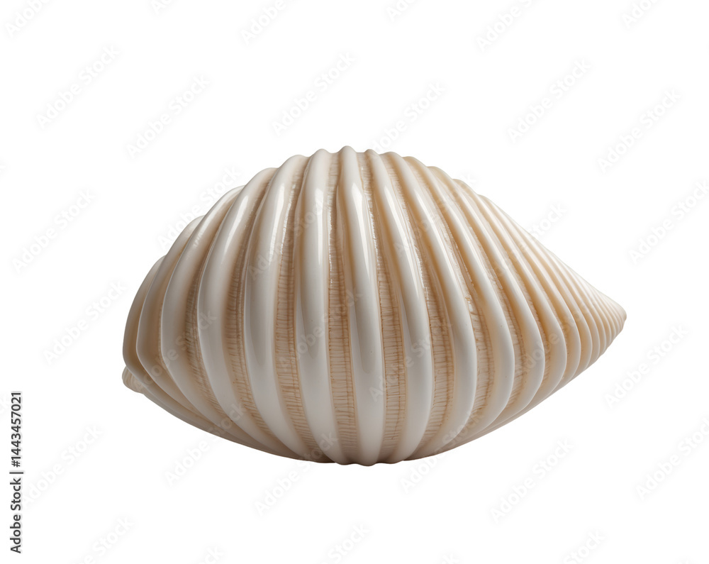 Poster isolated close up of a mitre shell showcasing its unique vertical ribs and elegant form against a pl