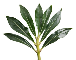 Fototapeta premium Isolated close-up of ginger plant leaves showcasing their lance shape and vibrant green color, providing a detailed view of botanical texture and form