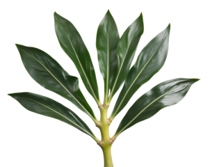 Isolated close-up of ginger plant leaves showcasing their lance shape and vibrant green color, providing a detailed view of botanical texture and form
