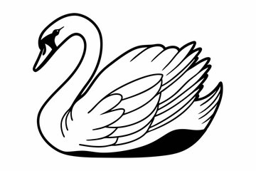 black swan vector