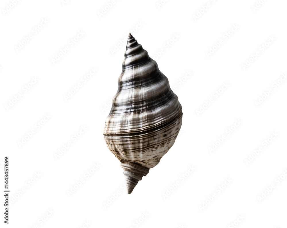 Poster isolated conical limpet shell, a captivating macro view of marine life's intricate design and textur