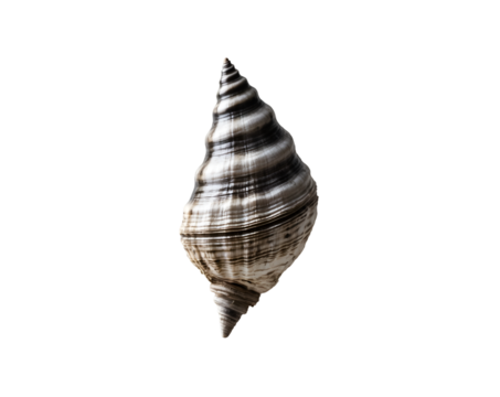 Isolated Conical Limpet Shell, A Captivating Macro View of Marine Life's Intricate Design and Textural Details on a Plain Setting, Showcasing Nature's Beauty