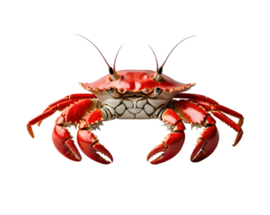 Isolated Crab on White Background, A Detailed Study of Shell Texture and Anatomy Showcasing the unique morphology of a crab with vibrant shell