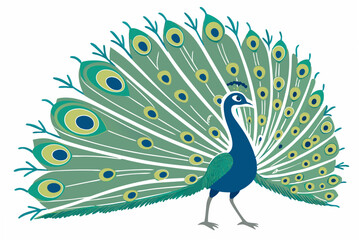 Fototapeta premium peacock with feathers