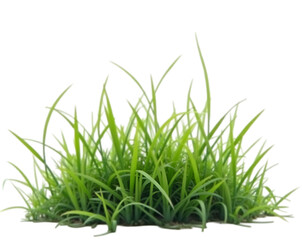 Fototapeta premium Isolated green grass patch on white showcases nature's beauty and provides a versatile graphic element for design projects and creative compositions