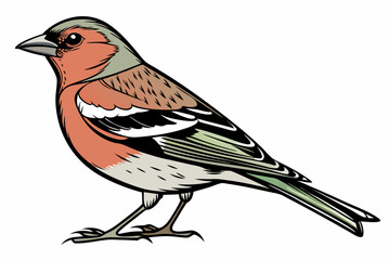 robin on a branch