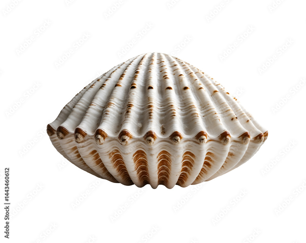 Poster isolated mitre shell displaying intricate vertical ribs and captivating coloration, evoking seashell
