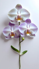 white orchid on white background
