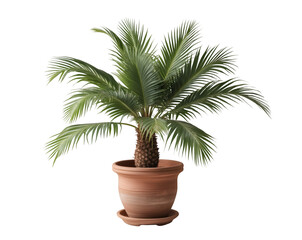 Obraz premium Isolated studio shot showcasing a lush indoor palm plant flourishing in a rustic clay pot, bathed in a pristine light ideal for serene backgrounds or botanical illustrations