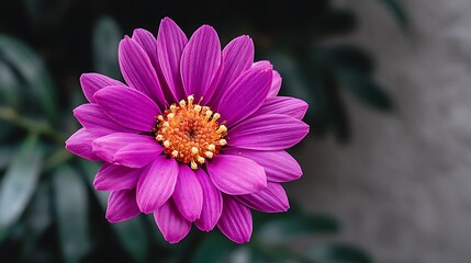 Obraz premium Close-up of a vibrant purple flower with a yellow center. Green leaves surround it