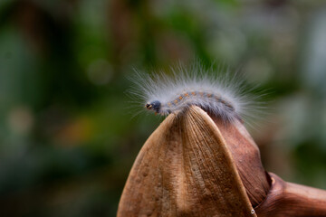 Hairy Caterpillar on Dry Plant Pod with Soft Background – Macro Nature Photography