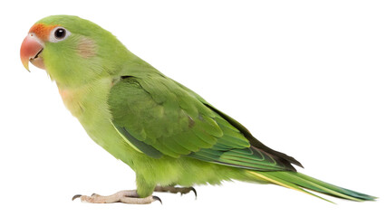 green parrot isolated on white background