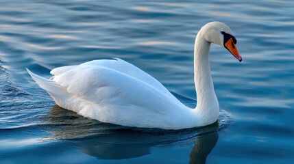 Obraz premium Elegant Swan Gracefully Gliding on Blue Water