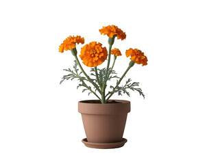 Obraz premium Radiant Marigolds, A Captivating Close-Up of Vibrant Blooms in an Earth-Toned Pot, Isolated on Plain Backdrop, Exuding Natural Beauty and Simplicity