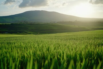 Fototapeta premium Lush green field stretches towards a mountain silhouette at sunset Golden light bathes the landscape