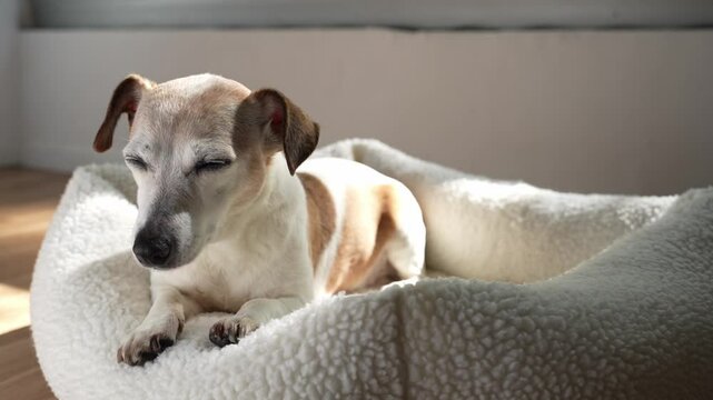 Sleepy old senior dog Jack Russell terrier lying down in white pet bed napping indoors in room with sunlight. Closing sleepy eyes. Cute small white dog resting. Video footage