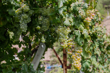 Green grape clusters in the vineyard. The grape clusters are hanging from the branch.