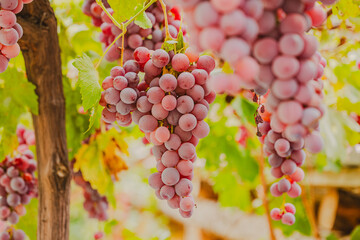 Red grape clusters in selective focus. Grape clusters hanging from a branch in a vineyard.