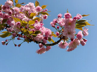 Cherry blossom sakura beautiful flowers on sky