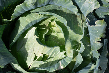 Green cabbage is a vegetable used in many different dishes in Anatolia. It is a plant with wide and thick layers of leaves, grown as a fall and winter vegetable and has many species.