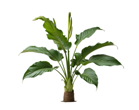 Striking Canna Lily Foliage on Clear Backdrop, A Botanical Study of a Broad-Based Leaf, Ideal for Nature-Themed Projects and Horticultural Visualizations