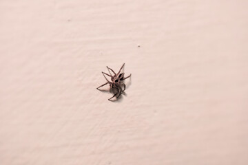 Small spider crawling on a light-colored surface indoors