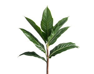 Fototapeta premium Striking Ti Plant Leaf Close-Up with Vibrant Green Tones, A Botanical Study of Cordyline fruticosa Foliage on Isolated, Revealing Intricate Veins and Textures