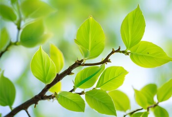 Fresh green basil leaves with a rich, vibrant color and a fragrant, aromatic herbal scent.
