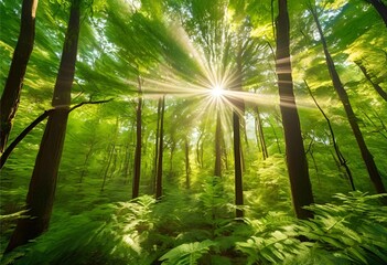 Sunlight filters through dense trees, creating a beautiful, magical effect within the forest's depths.
