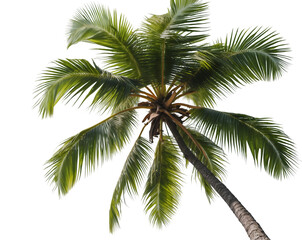 Tropical Dream, Palm Tree Canopy with Waving Fronds on a Breezy Day offering a sense of serenity and escape for summer vacations and island paradises