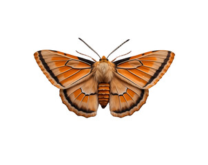 Vibrant Emperor Moth Displaying Intricate Wing Patterns in Shades of Orange and Brown, Isolated for Artistic or Scientific Use, Perfect for Detailed Study