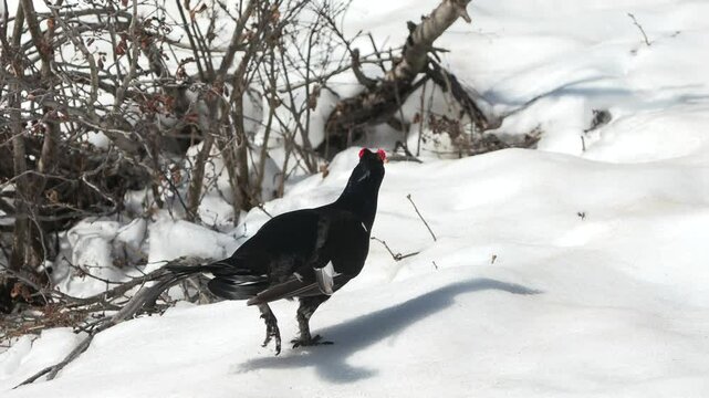 Black grouse (Lyrurus tetrix) Fagiano di monte	