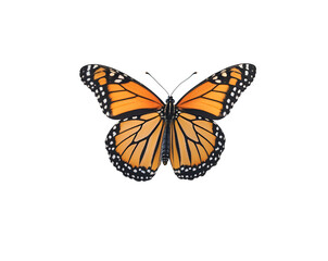 Fototapeta premium Vibrant monarch butterfly gracefully soaring in an isolated plain, showcasing intricate wing patterns against a simple backdrop providing a sense of wonder