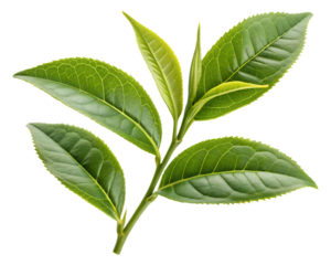 Fresh Green Tea Leaves Branch Isolated on Black Background High Resolution Image