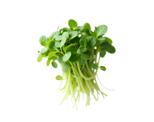 Obraz premium Vibrant Watercress, A Fresh Bunch of Green Goodness - Exuding Freshness and Natural Charm, Perfect for Health, Wellness, and Culinary-Themed Visuals