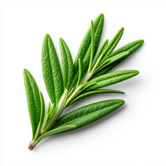 Fresh Rosemary Herb Branch Isolated on White Background  