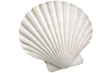  white seashell with detailed ridges on white background