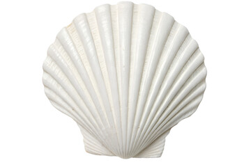  white seashell with detailed ridges on white background