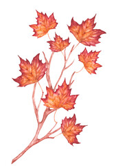 Hand painted watercolor illustration of a twig with autumn leaves. Hand drawn watercolor. For seasonal holidays, wedding, birthday and whatever your heart desires.