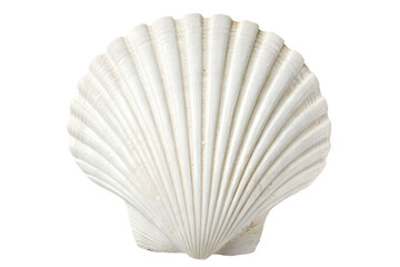  white seashell with detailed ridges on white background