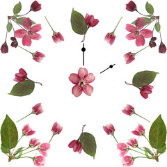 Flower clock created from flowers apple tree on white background. Time concept. Clock face is made...