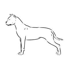 Argentine Great Dane vector sketch beautiful Great Dane line art images