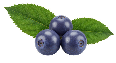 Isolated Three Fresh Blueberries with Green Leaves